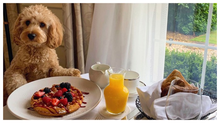 Best Pet-Friendly Hotel