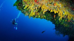Luxury beach resort in Zanzibar with diving packages