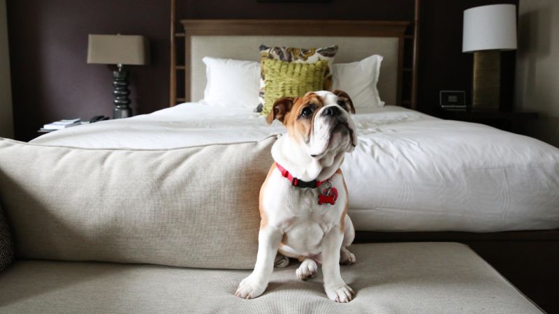 Pet-friendly hotel in London Kensington