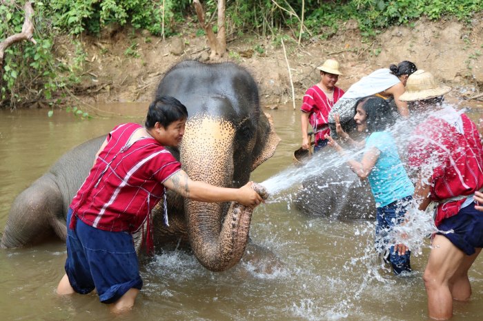 CHIANG MAI ELEPHANT JUNGLE SANCTUARY - CHIANG MAI TOURS