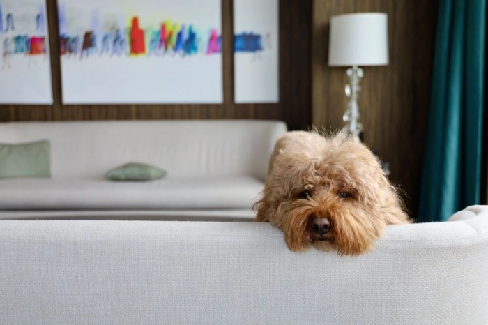 Pet-friendly hotel in New York Manhattan