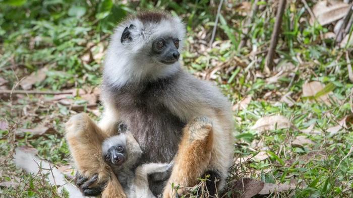 Eco resort in Madagascar with wildlife tours