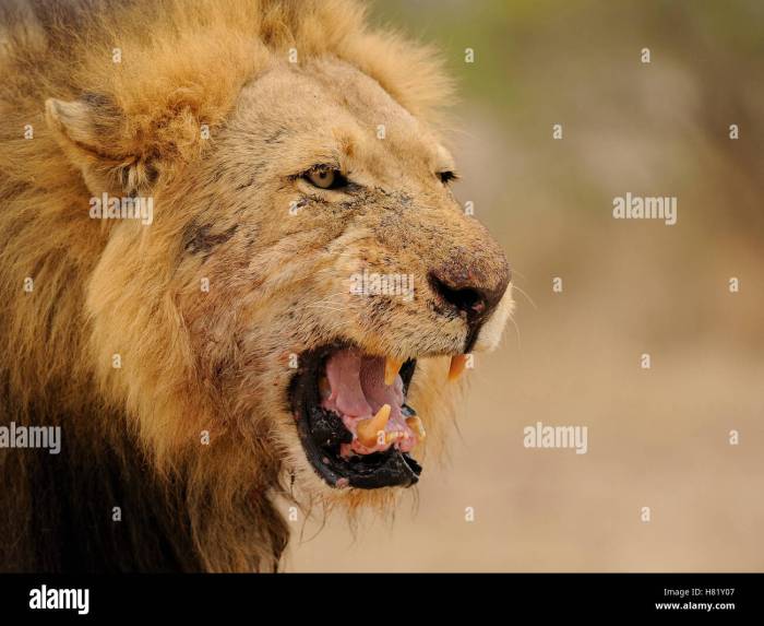 African Lion (Panthera leo) growling, Kruger National Park, South ...