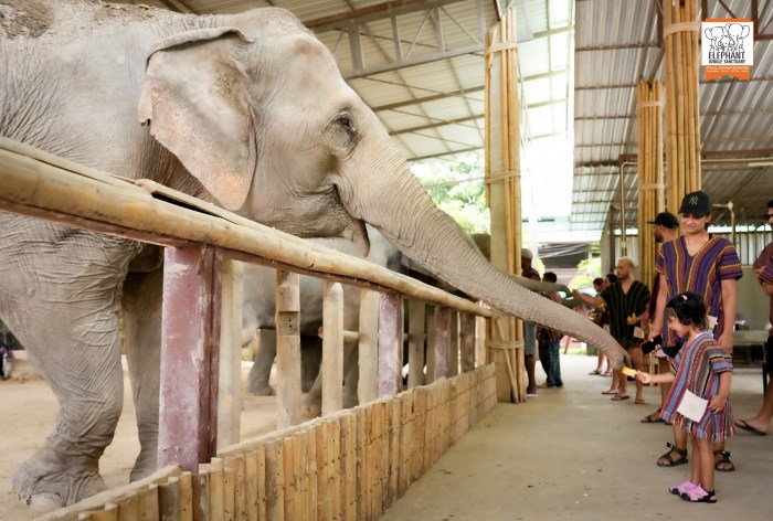 Eco jungle resort in Chiang Rai with elephant sanctuary