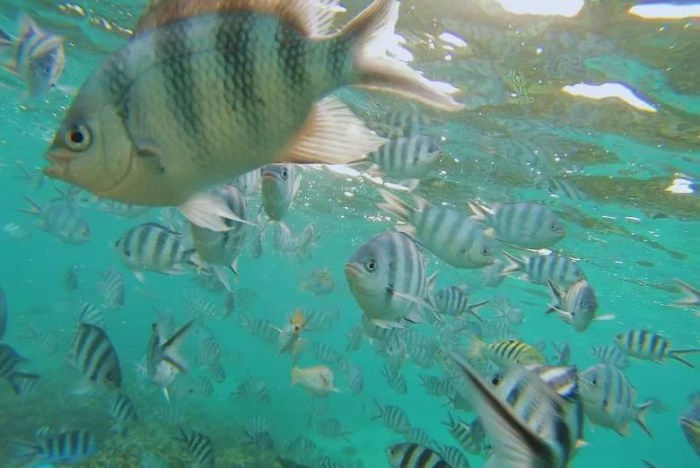 Beachfront hotel in Mauritius with snorkeling