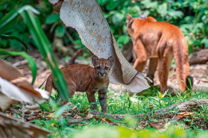 Eco-resort in Costa Rica with wildlife tours