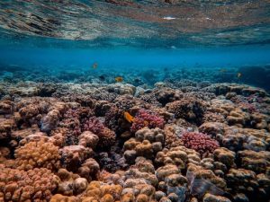 Mauritius Snorkeling Guide: Best Places For Snorkeling in Mauritius