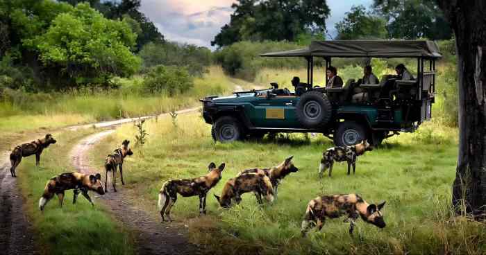 Safari Experience at Okavango Explorers Camp