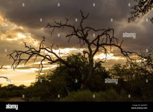 Luxury safari lodge in South Africa Kruger National Park