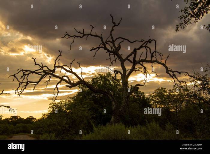 Luxury safari lodge in South Africa Kruger National Park